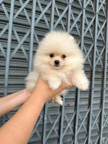 pomeranian