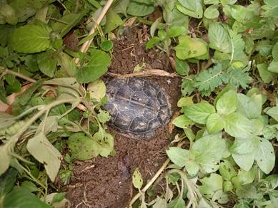 kura turtle tortoise