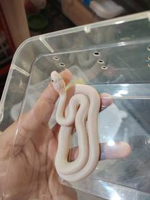 Corn Snake