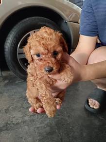 Poodle
