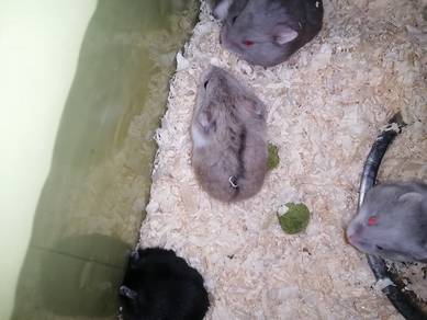 Hamster Campbell Dove