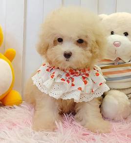 Poodle