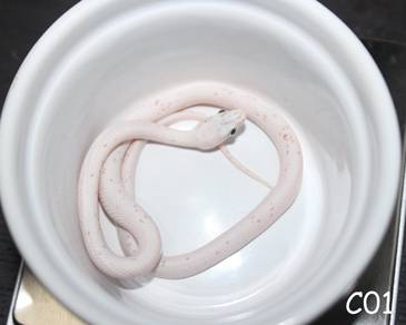 high-end corn snake morph for sell