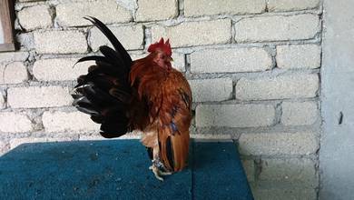 ayam serama