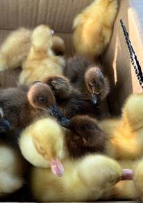 anak itik Pekin, anak itik Khaki campbell penelur