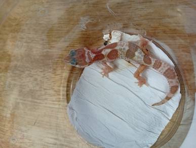Leopard Gecko