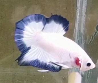Ikan laga Betta fish
