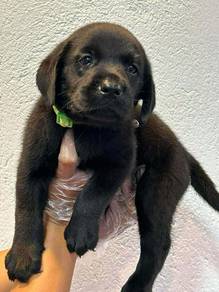 black labrador