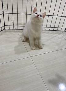Kucing Persian Odd Eye