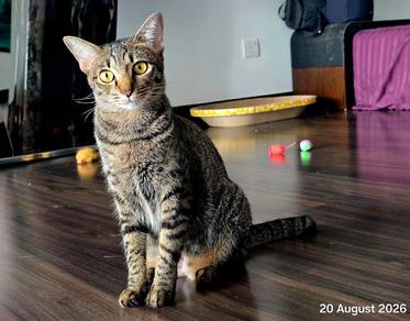 Tabby cat for adoption