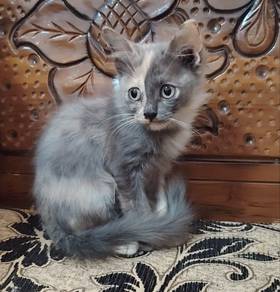 Domestic Long Hair