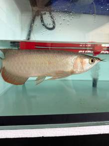 arowana super red
