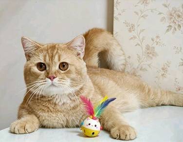 British short hair shorthair bsh red golden kucing
