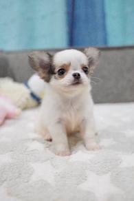 Chihuahua Puppy 147