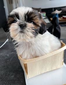 B2487 Teddy-like Shih Tzu Lion Maltese Pekingese B