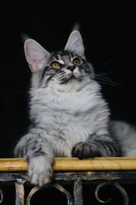 Silver Tabby Maine Coon