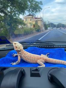 Bearded dragon hypo het trans (f)