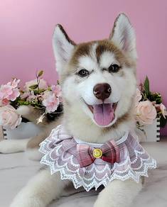 Husky