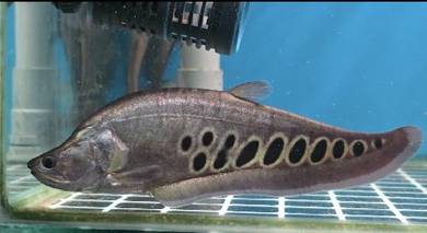 Belida Bintik Aquarium Fish 