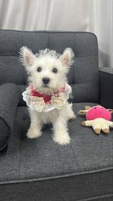 Female Westie Puppy F5