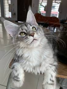 Maincoon sliver tabby
