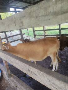 lembu betina