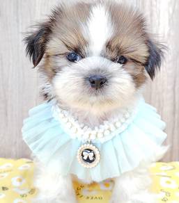 Shih Tzu