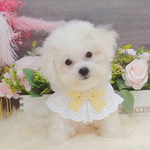 Bichon Frise