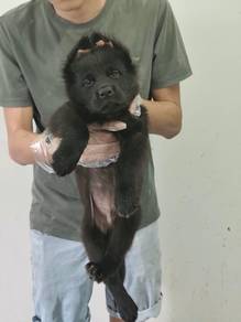 Pure Black German Sherpherd Puppy纯黑德牧幼犬