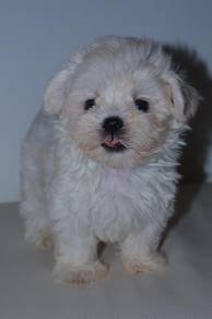 B44 Sweet Maltipoo Dog