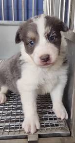 Border collie blue tri rare color mka and microchi
