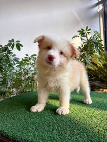 Male Yellow White BorderCollie with Purebreed