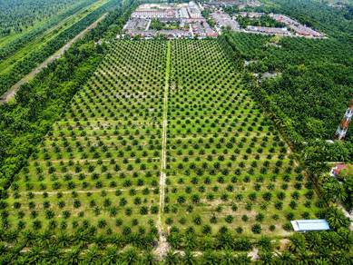 Agricultural Land in Teluk Intan, PRK