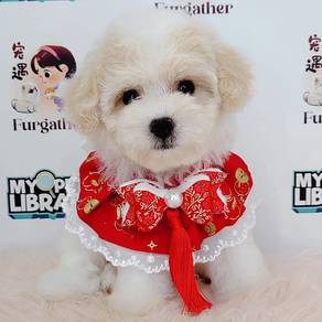 Maltipoo