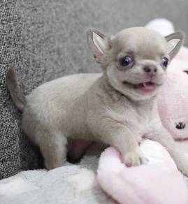 CHIHUAHUA PUPPIES CH270🌷 Head Apple Girl