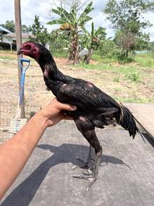pama janggut