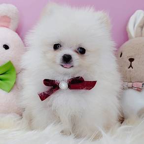 Pomeranian