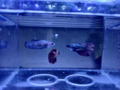 Female Betta fish Ikan Laga