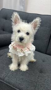 West Highland Terrier Female white Puppy