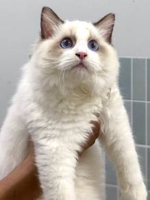 Ragdoll kitten male