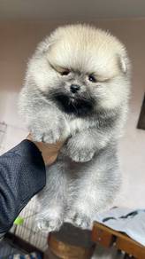 Tiny Pomeranian puppies 