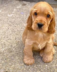 Obedient Cocker Spaniel Sweet Face Long Ear Puppy