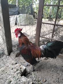 denak ayam hutan
