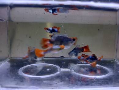 Short Body Koi Guppy Fish