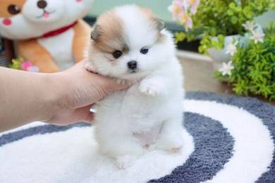 Mini Pomeranian Puppy 01