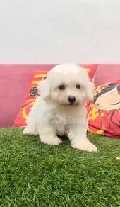 Bichon frise mka and chip puppy