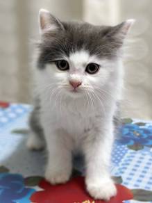 tabby