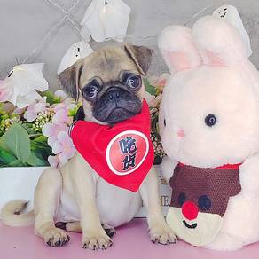 Pug