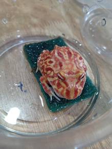 Pacman Frog 