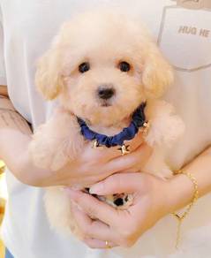 Maltipoo